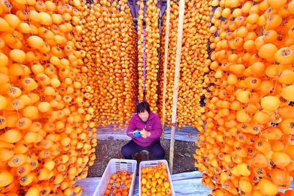 Сушка хурмы промышленный сад17