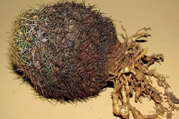 Свободноживущие нематоды Вредители кактусов28