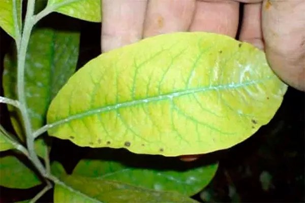 Своевременно удаляйте больные листья бурые пятна12