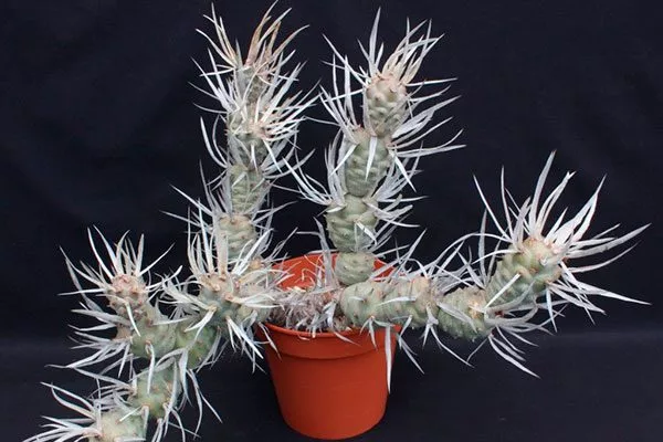 Тефрокактус членистый (суставчатый) редкие кактусы35