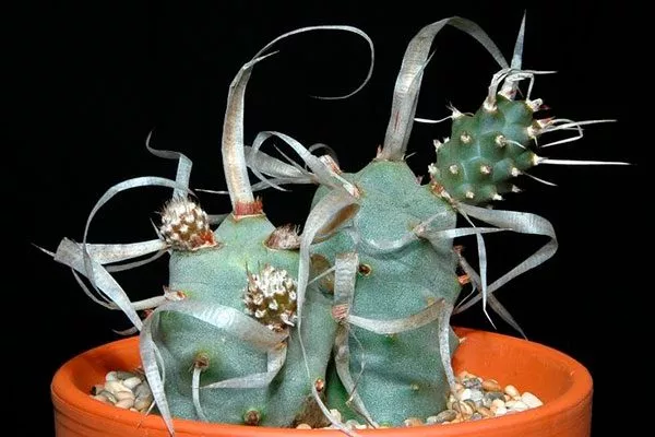 Тефрокактус членистый (суставчатый)2 редкие кактусы36