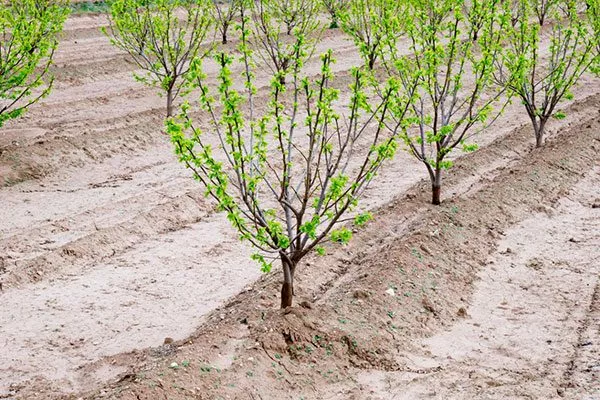 Технология высадки промышленный сад18
