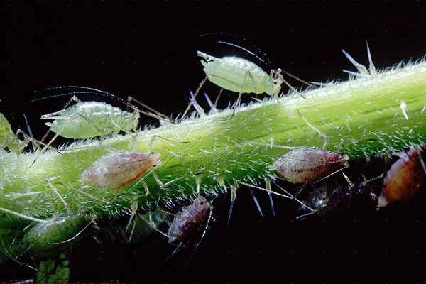 тля 2 Вредители кактусов31