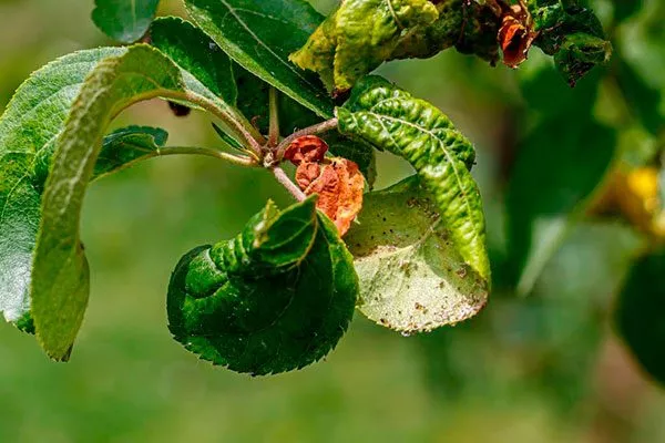 Тля бурые пятна15