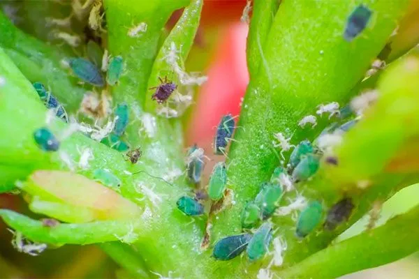 тля Вредители кактусов32