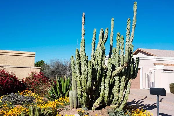 Тотемный столб 1 редкие кактусы37