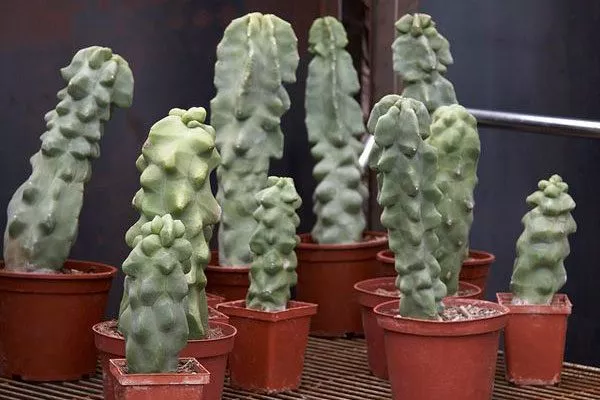 Тотемный столб редкие кактусы38