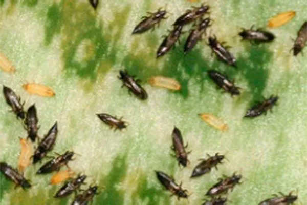 Трипсы Дискокактус24