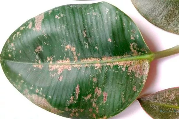 Трипсы Налет на листьях12