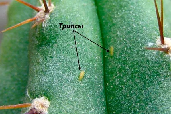 Трипсы Вредители кактусов33