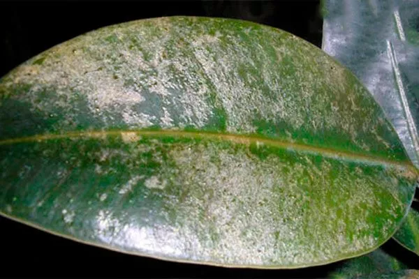 Трипсы2 Налет на листьях13