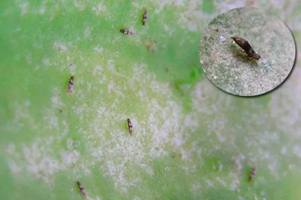 Трипсы2 Вредители кактусов34