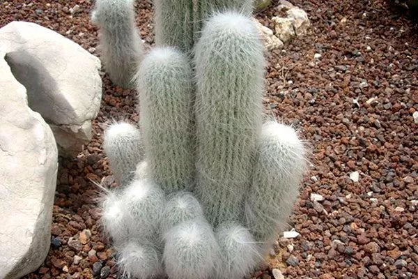 Цефалоцереус старческий кактусы в ландшафтном дизайне25