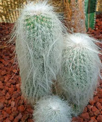 Цефалоцереус старческий (лат Цефалоцереус старческий14