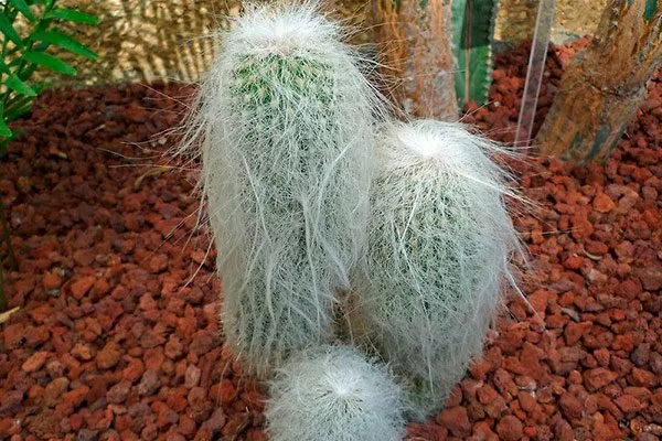 Цефалоцереус старческий (лат Цефалоцереус старческий14