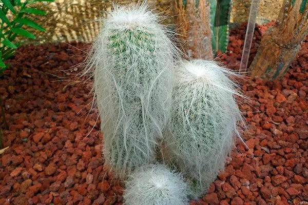 Цефалоцереус Старческий редкие кактусы40