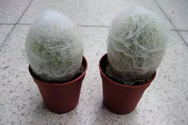 Цефалоцереус Старческий1 редкие кактусы41