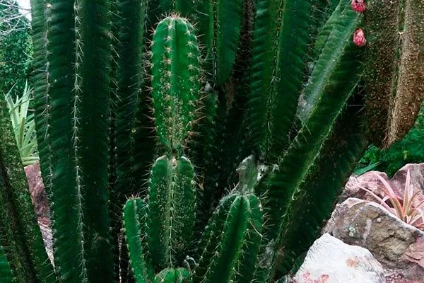 Цереус (Cereus) уход за колючими кактусами27