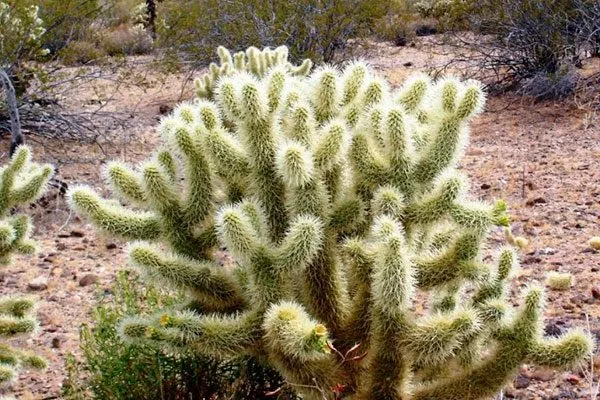 Цилиндропунция Биджелоу редкие кактусы42