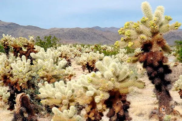 Цилиндропунция Биджелоу1 редкие кактусы43