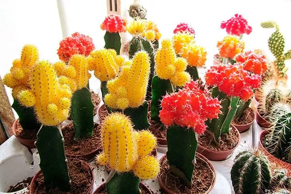 цветные Гимнокалициум (Gymnocalycium)43