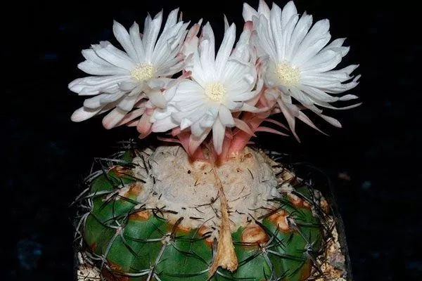 Цветы Дискокактус25