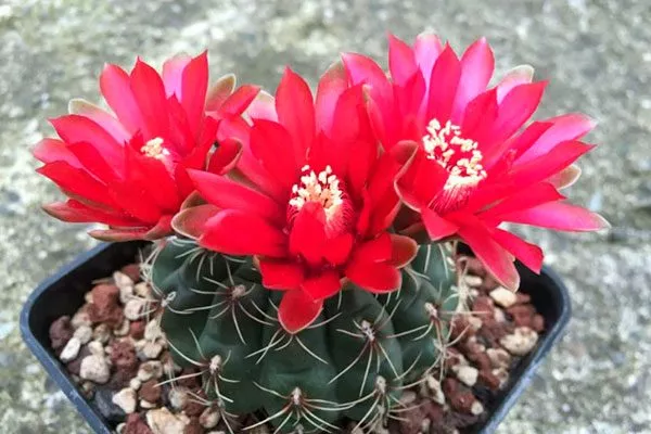 Цветы Гимнокалициум (Gymnocalycium)44