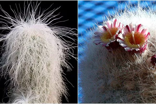 цветы Цефалоцереус старческий13