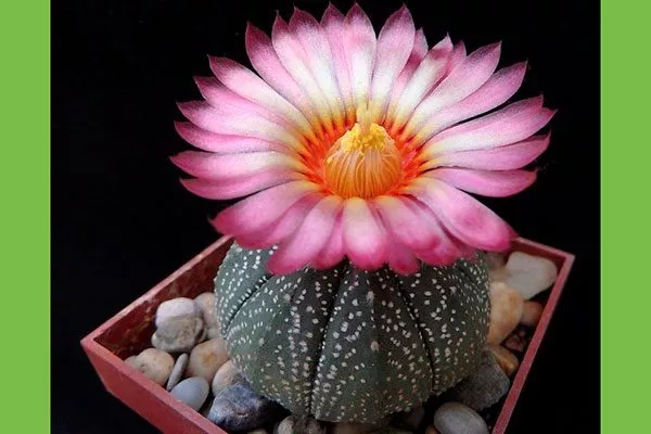 Цветы Звёздчатые кактусы (Astrophytum)26