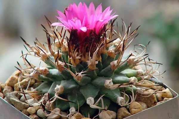 Турбиникарпус Алонсо редкие кактусы39