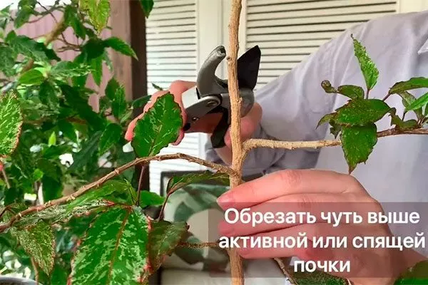 удаление повреждённых, сухих или инфицированных ветвей Обрезка гибискуса16