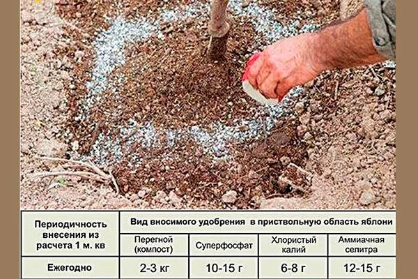 Удобрение и подкормка Зимостойкость яблони12