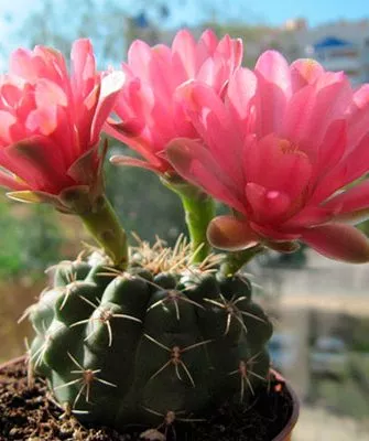 уход Гимнокалициум (Gymnocalycium)41