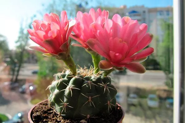 уход Гимнокалициум (Gymnocalycium)41