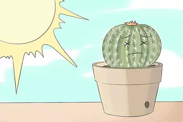 Уход за посаженными черенками освещение черенкование кактусов28