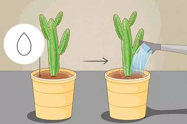 Уход за посаженными черенками полив черенкование кактусов29