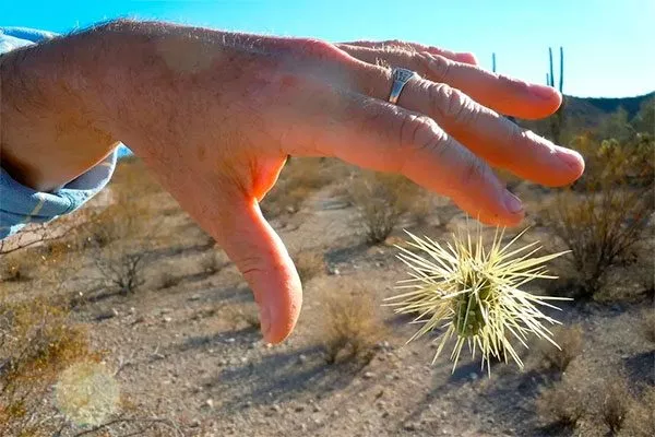 укол кактусом уход за колючими кактусами25