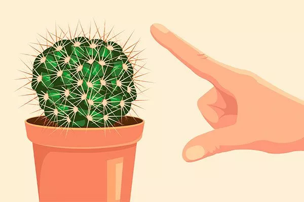 укол уход за колючими кактусами26
