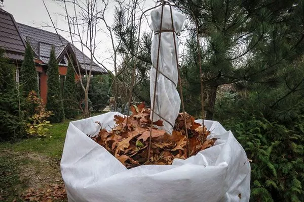 Укрытие на зиму Зимостойкость яблони13