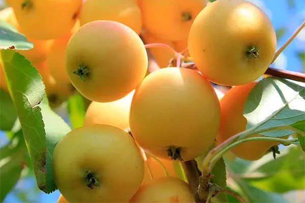 Уральское Наливное Полудекоративные сорта19