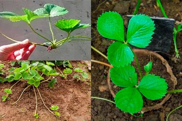 Усами Белая земляника21