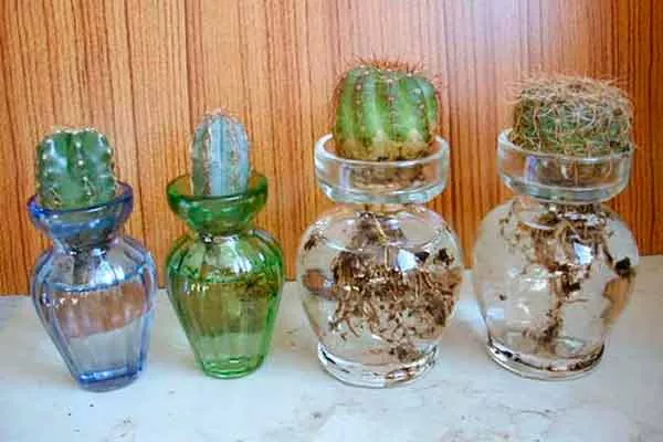 в воде 2 черенкование кактусов2