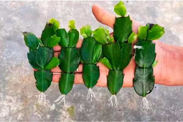 в воде 3 черенкование кактусов3