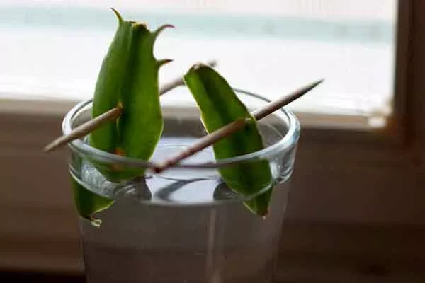 В воде черенкование кактусов4