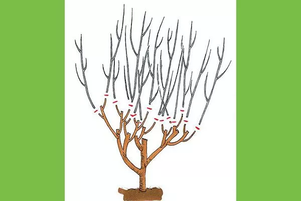 Весенняя обрезка Обрезка гибискуса1