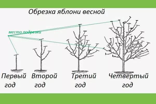 Весенняя увеличениt размеров яблок9