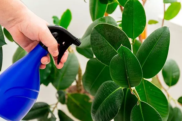 воспользоваться пульверизатором как помыть фикус3