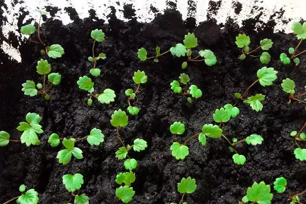 всходы Белая земляника4