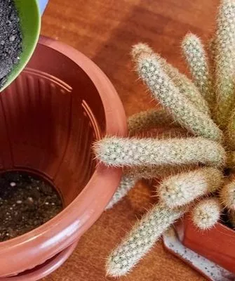 почва и горшок для кактусов