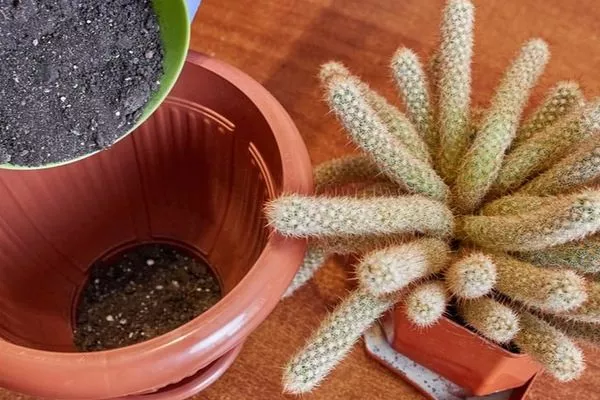 почва и горшок для кактусов